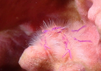 サクラコシオリエビ