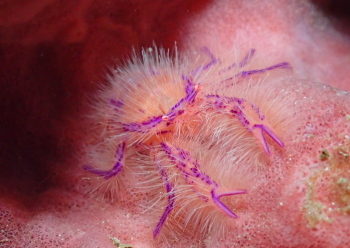 サクラコシオリエビ