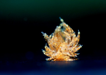 タマガワコヤナギウミウシ