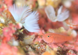 ナガシメベニハゼ