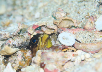 ジョーフィッシュ