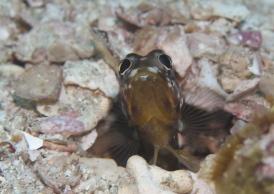 ジョーフィッシュ