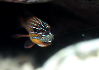 キンセンイシモチ