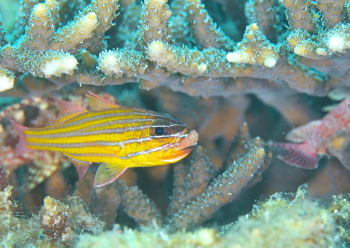 キンセンイシモチ