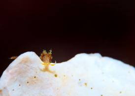 ネアカミノウミウシ