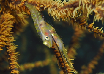 スジグロガラスハゼ