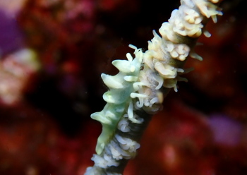 ビシャモンエビ