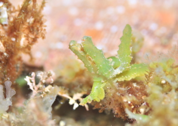 ミドリフリソデミドリガイ