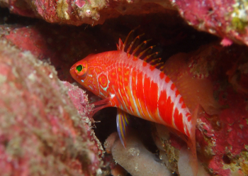 オシャレハナダイ