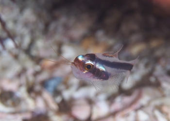 ヤミテンジクダイ