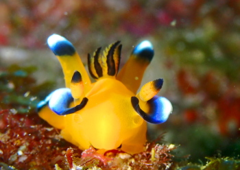 ウデフリツノザヤウミウシ