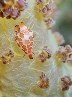 ホソテンロクケボリ