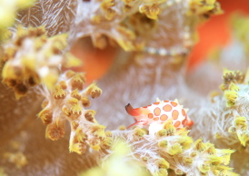 ホソテンロクケボリ