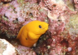 ゴールデンイールモレイ