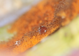 スベヨコエビの仲間