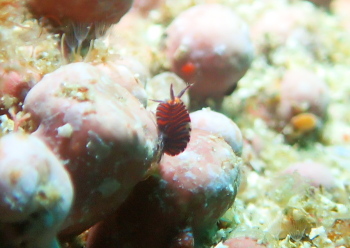 スベヨコエビの仲間