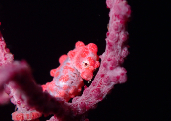 ピグミーシーホース