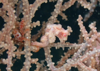 ピグミーシーホース