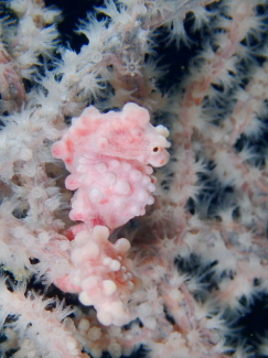 ピグミーシーホース