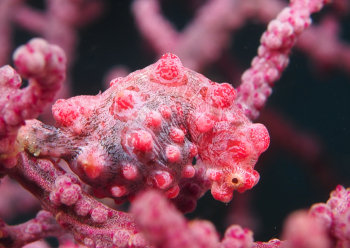 ピグミーシーホース