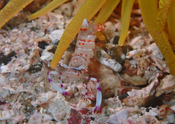 ハクセンアカホシカクレエビ