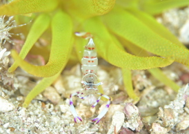 ハクセンアカホシカクレエビ