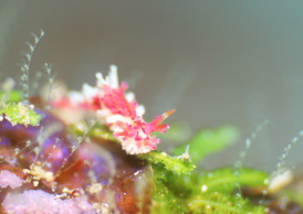 センヒメウミウシ