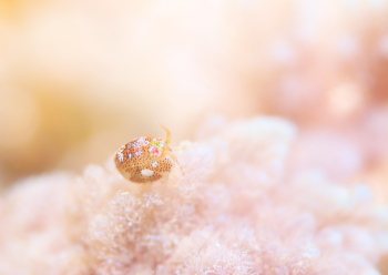 マキエホテイヨコエビ