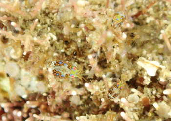 マキエホテイヨコエビ