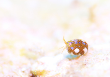 マキエホテイヨコエビ