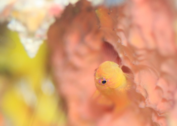 ナガシメベニハゼ