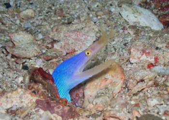 ハナヒゲウツボ