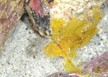 ハダカハオコゼ