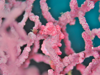 ピグミーシーホース