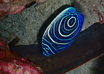 タテジマキンチャクダイ