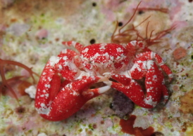 カルイシガニの仲間