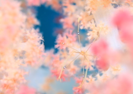 オルトマンワラエビ