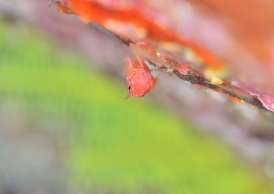 オキナワベニハゼ