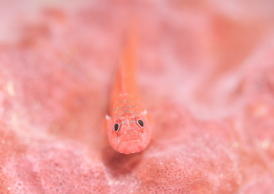 オキナワベニハゼ