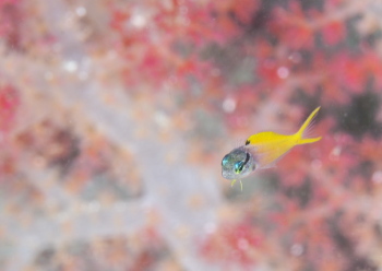 オウゴンニジギンポ