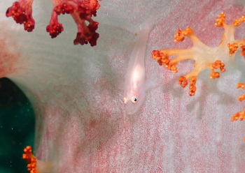 スケロクウミタケハゼ