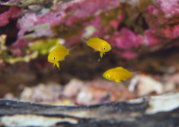 コガネスズメダイ