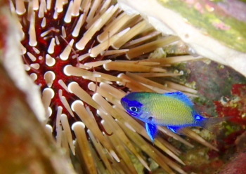 アマミスズメダイ