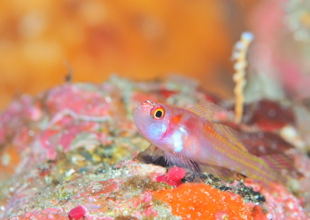 カタボシニシキベニハゼ