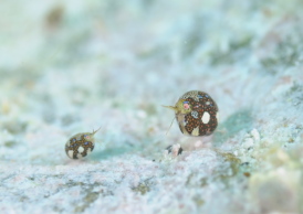 マキエホテイヨコエビ