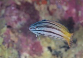 ムナテンベラダマシ