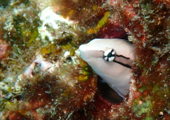 クロスジギンポ