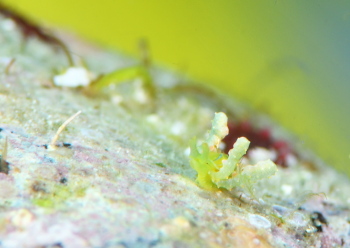 フリソデミドリガイ