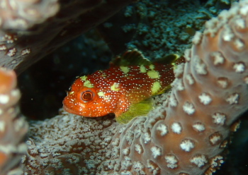 カスリフサカサゴ