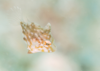 アミメハギの幼魚